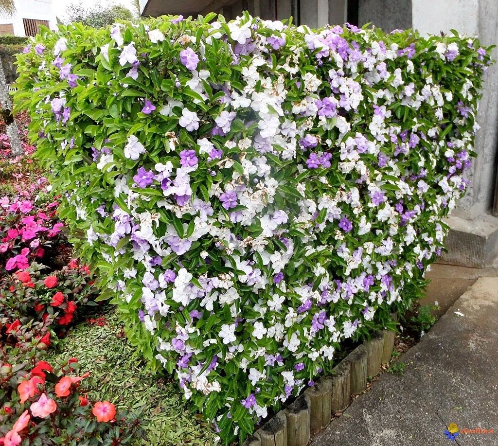 Yesterday, Today and Tomorrow  10 Live Plants  Brunfelsia Pauciflora Floribunda  Beautiful Blooming Violet & White Flowers Evergreen Screening Shrub