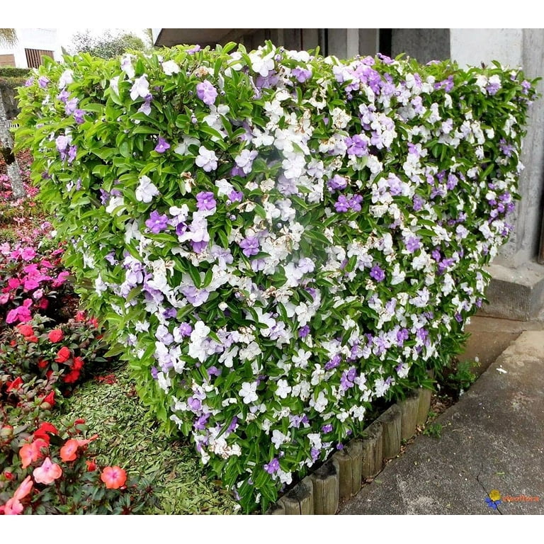 Yesterday, Today and Tomorrow 10 Live Plants Brunfelsia Pauciflora Floribunda Beautiful Blooming Violet & White Flowers Evergreen Screening Shrub