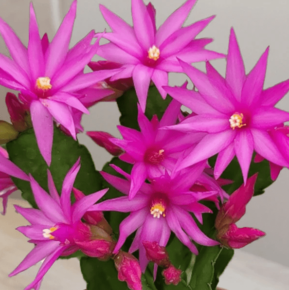 Set 2 Pink Easter Cactus Plants Live for Planting, Spring Blooming Flowering Succulent Plants for Indoor Houseplant in 4 Inch Pot