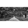 thumbnail image 3 of Anonymous 18x11 Black Modern Framed Museum Art Print Titled - Tree lined plantation entrance, South Carolina, 3 of 5