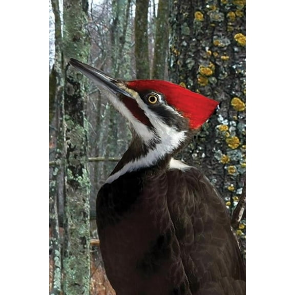 Nodin Press Blank Journals: Pileated Woodpecker Blank Journal (Hardcover)