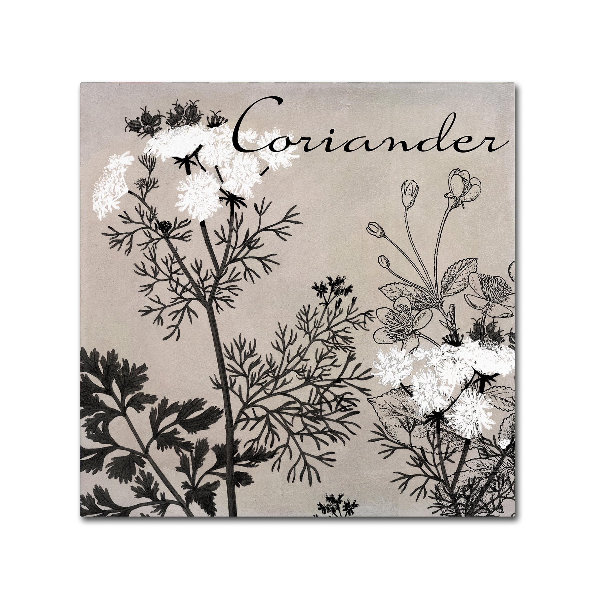 Trademark Fine Art "Flowering Herbs IV" Canvas Art by Color Bakery