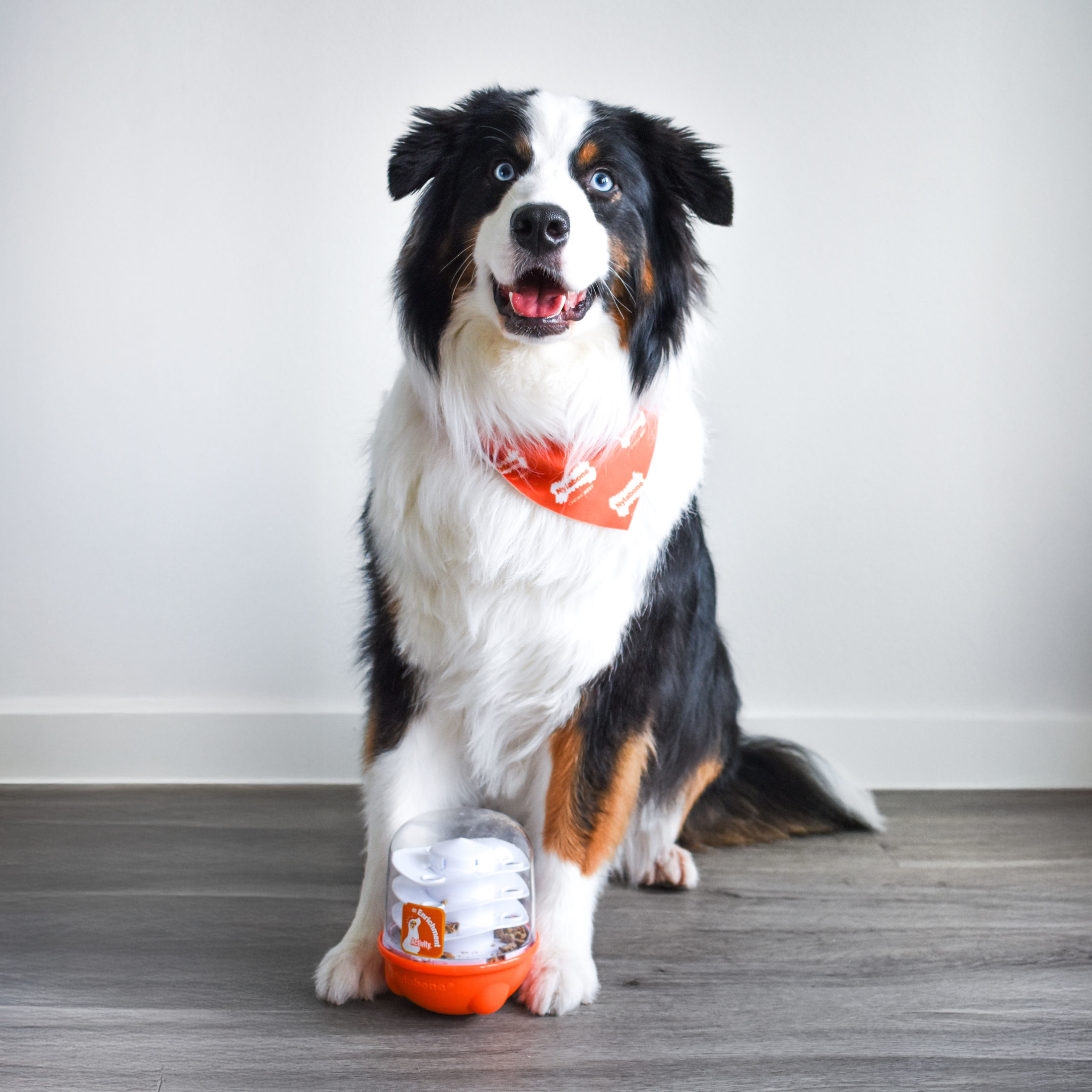 Nylabone Boop N Bobble Puzzle Treat Toy (1 Count)