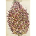 thumbnail image 3 of Jan Brandes 11x14 Black Modern Framed Museum Art Print Titled - Pineapple (1785), 3 of 5