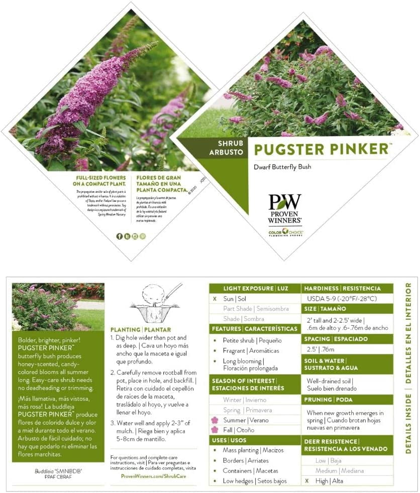 Proven Winners ColorChoice Pugster Pinker Buddleia Live Shrub (2 Gallon)