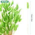thumbnail image 3 of Uxcell 60-Pack Bunny Tails Grass 17 Inch Fluffy Rabbit Tail Grass Dried Flowers for Home/Wedding [Green], 3 of 7