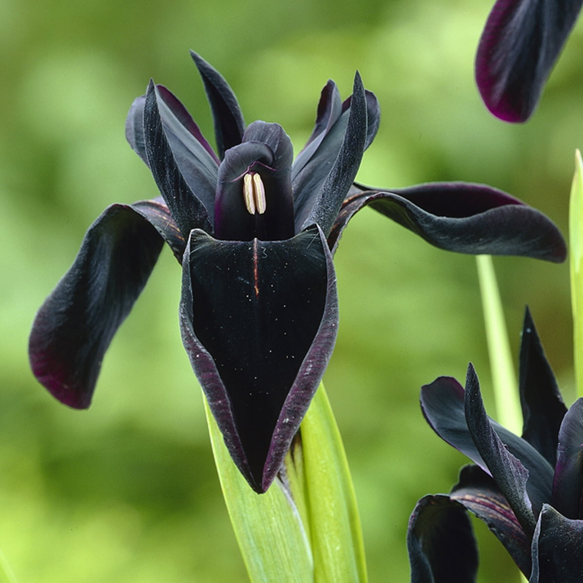Van Zyverden Iris Black Chrysographes Set of 3 Bulbs Black Partial Sun Perennial Pollinator 1 lb