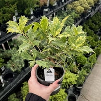 Goshiki Japanese False Holly - Live Bonsai Starter Plant - 4" Growers Pot