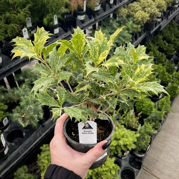 Goshiki Japanese False Holly - Live Bonsai Starter Plant - 4" Growers Pot