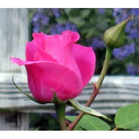 Carefree Wonder Shrub Rose - Pink Blooms - 4