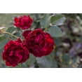 thumbnail image 6 of Seedville 5 Burgundy Climbing Rose Flower Seed, Fragrant, Attracts Bees, 6 of 11