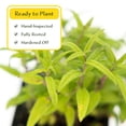 thumbnail image 6 of 2 Cat Mint Plants in 3.5” Cubes | Live Aromatic Pet-Friendly Herb for Cats for Fresh/Dried Use & Enrichment | Fast-Growing Cold-Hardy Perennial for Containers & Gardens (Nepeta), 6 of 10