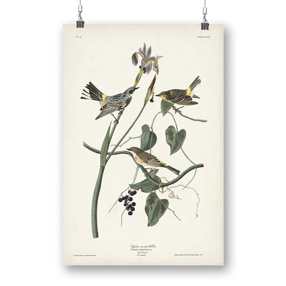 Yellow-rump Warbler Poster - John James Audubon Designs,