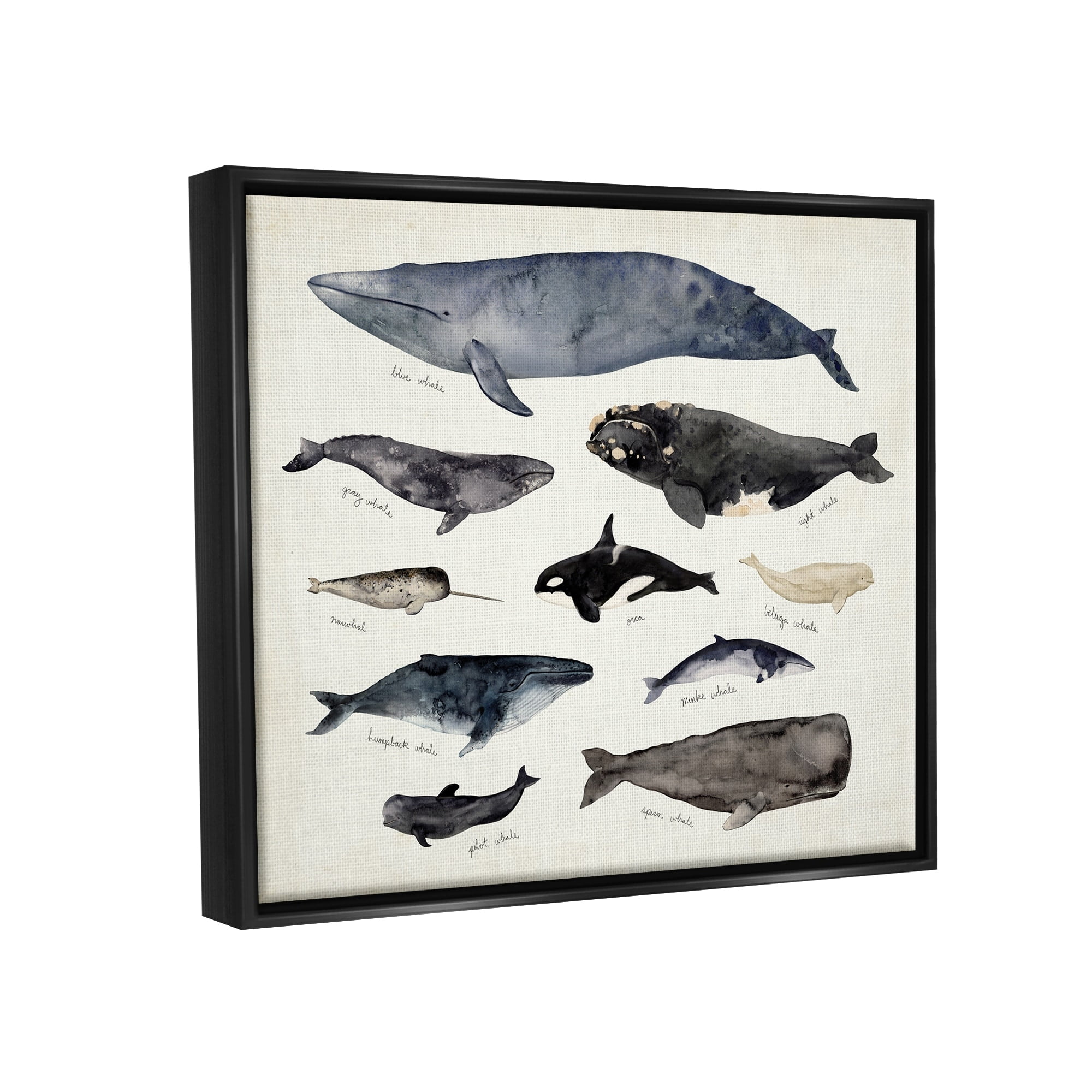 Stupell Industries Vintage Nautical Chart of Whales Ocean Life Jet Black Framed Floating Canvas Wall Art, 16x20, by Victoria Barnes