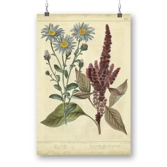 Prince's Feather Poster - Sydenham Edwards Designs,