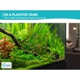 thumbnail image 3 of Canton Aquatics Assorted Live Aquarium Plant Bundle, 6 Plants, 6-12 In, 3 of 10
