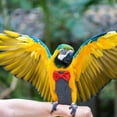 thumbnail image 3 of Bird Diaper Parrot Nappy Protective Liner Clothes Flight Suit Reusable Bird Nappy, 3 of 3