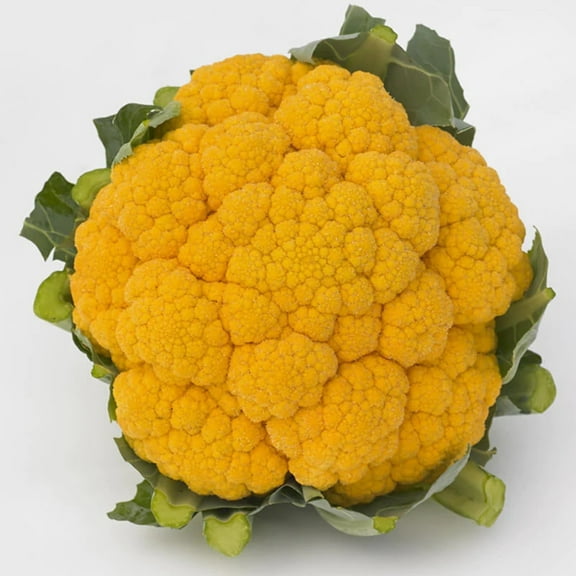 Harris Seeds - Treated Cauliflower Seeds - Clementine F1 Variety - Deep Orange Color - 500 Seeds