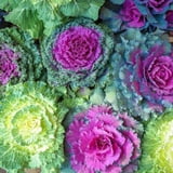30 Ornamental Cabbage Seeds - Colorful and Exotic Decoration Plants ...
