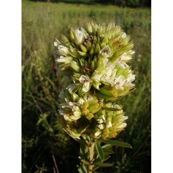 1000 WHITE PRAIRIE CLOVER Dalea Candida Flower Seeds