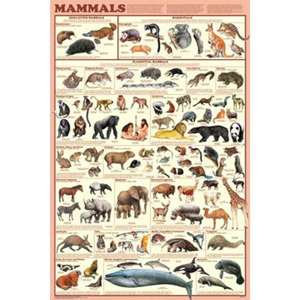 Mammals Educational Poster, Monotremes marsupials and placental mammals