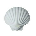 thumbnail image 2 of WINDLAND 10pcs Handicraft White Seashells For Painting And Decoration Seashells Pack, 2 of 16