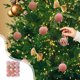 thumbnail image 1 of Christmas Decorations 12 Piece Flocked Christmas Balls Christmas Decoration SetMultiple Styles Of Christmas Tree Decorations Can Also Be Used For Other Party, 1 of 6