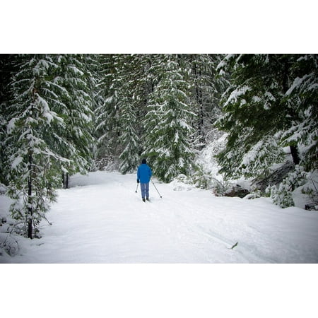 Cross Country Skiing Skating Canvas Print Skiing Cross Country National Forest Snow Winter Stretched Canvas 10 x 14 ()