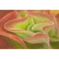thumbnail image 3 of Murdock, Ramona 24x17 Black Modern Framed Museum Art Print Titled - Kalanchoe Luciae The Beautiful, 3 of 5