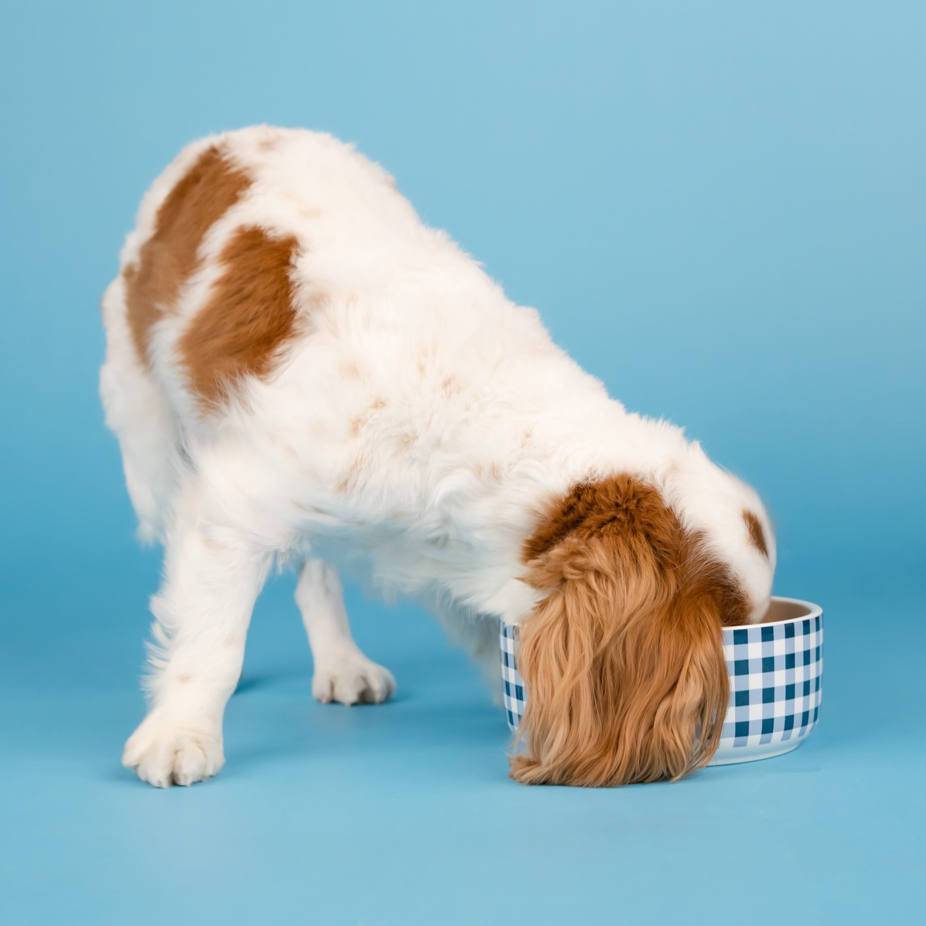 Doggy Parton, Dog Bowls, Rustic Checkered Pet Bowl, Blue, Medium