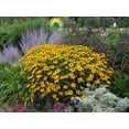 thumbnail image 3 of Black Eyed Susan - Rudbeckia fulgida 'Goldsturm' - Live Starter Plant, 3 of 3
