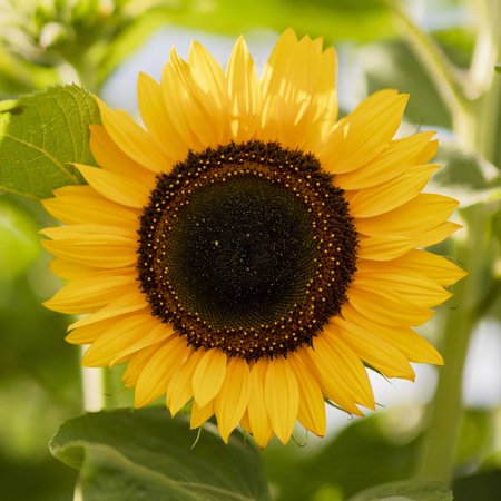Sunflower Seeds - Domino - 1 Ounce - Yellow Flower Seeds, Attracts Bees, Attracts Butterflies, Attracts Pollinators, Easy to Grow & Maintain, Edible, Cut Flower Garden