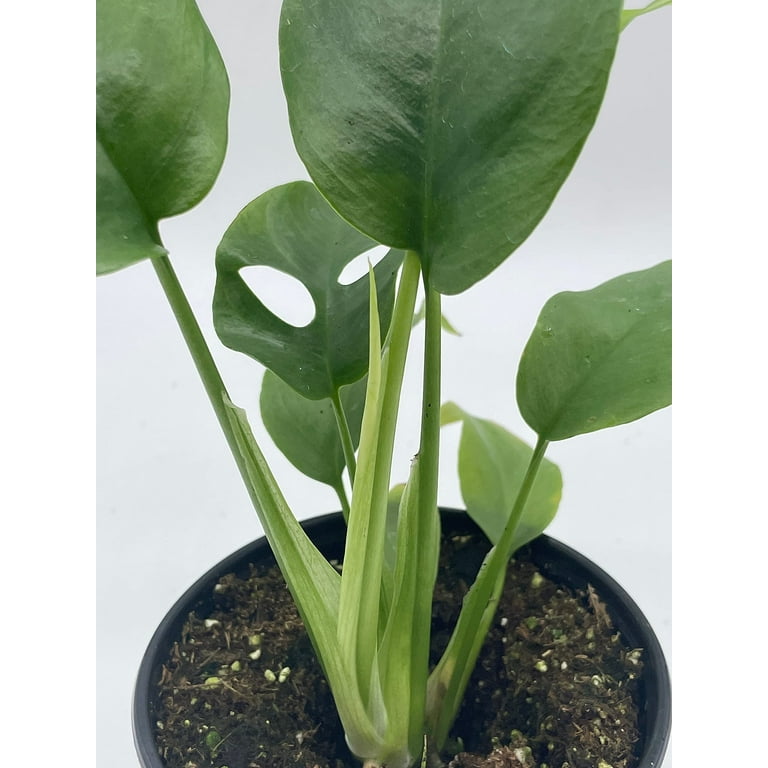 obliqua peru monstera Monstera Obliqua Peru – DingPlants main image 0