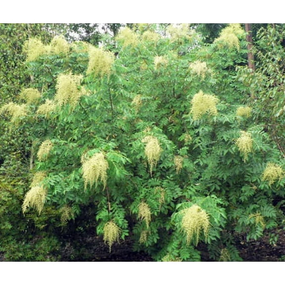 CZ Grain 30 Chinese Sumac Tree Rhus Chinensis Plant Seeds