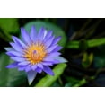 thumbnail image 6 of 10 Seeds BLUE WATER LILY / Lily Pad / Asian Water Lotus / Sacred Egyptian Lotus Nymphaea Caerulea Flower Seeds, 6 of 11