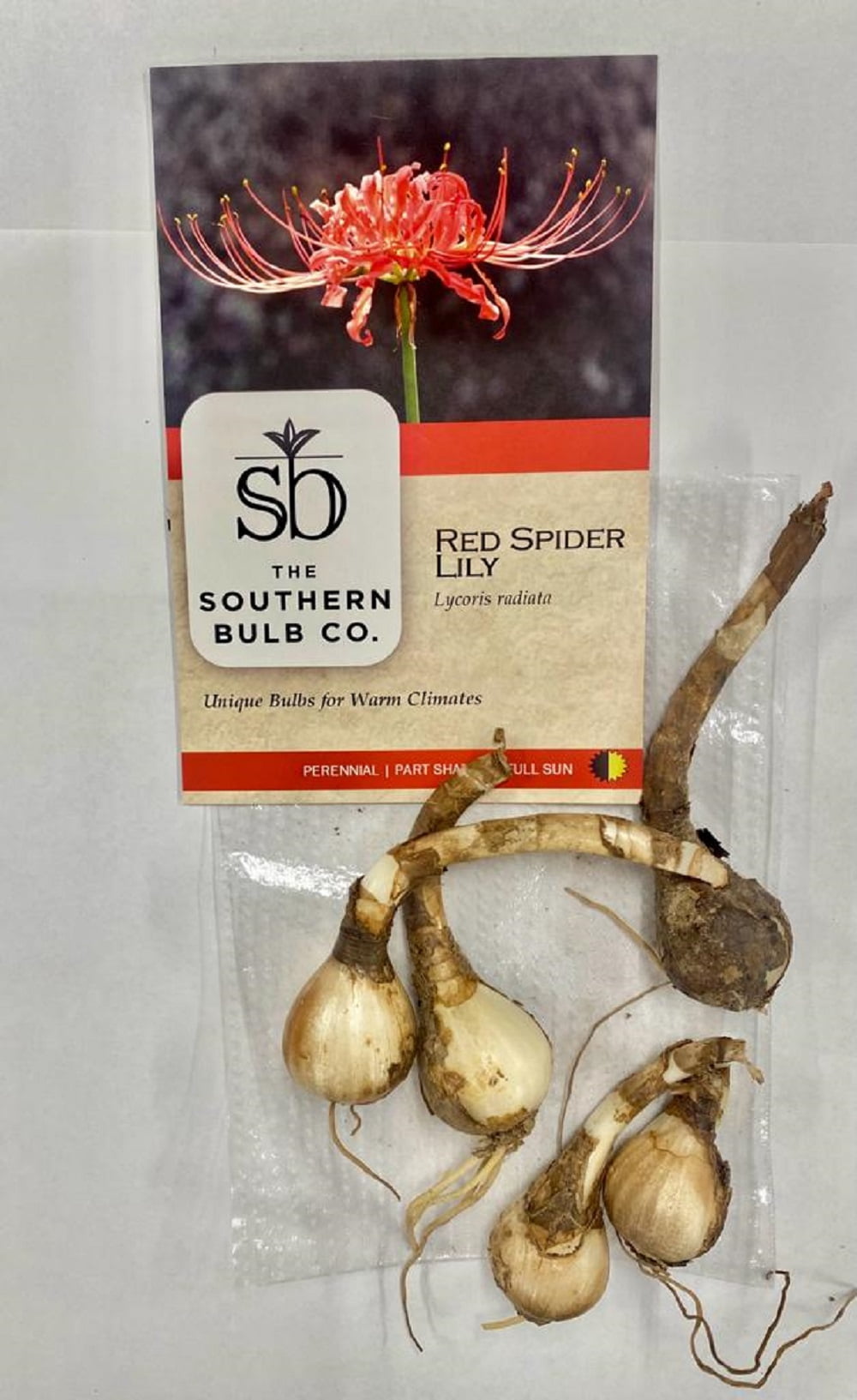 The Bulb Hunter Book & Red Spider Lily Bulb Set: Autographed Edition -  Walmart.com