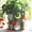 B, variant on GUGUGO Colorful Frog Garden Plant Pots, Cute Unique Succulent Planters with Drainage, Rainbow Small Mushrooms Flower Planters Pots for Indoor Plants, Funny Eclectic Home Décor (B, 5Inch)