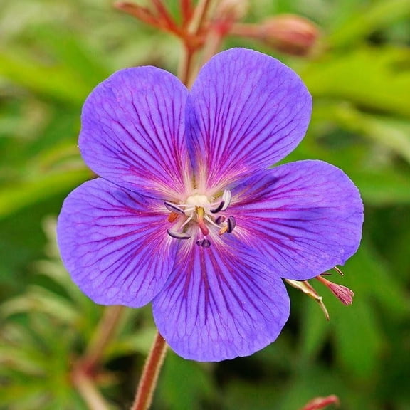 Kaya Cranesbill (Hardy Geranium) Flower Bulbs - Attracts Butterflies and Hummingbirds - Deer Resistant - Good as Cut Flowers - Perennializing