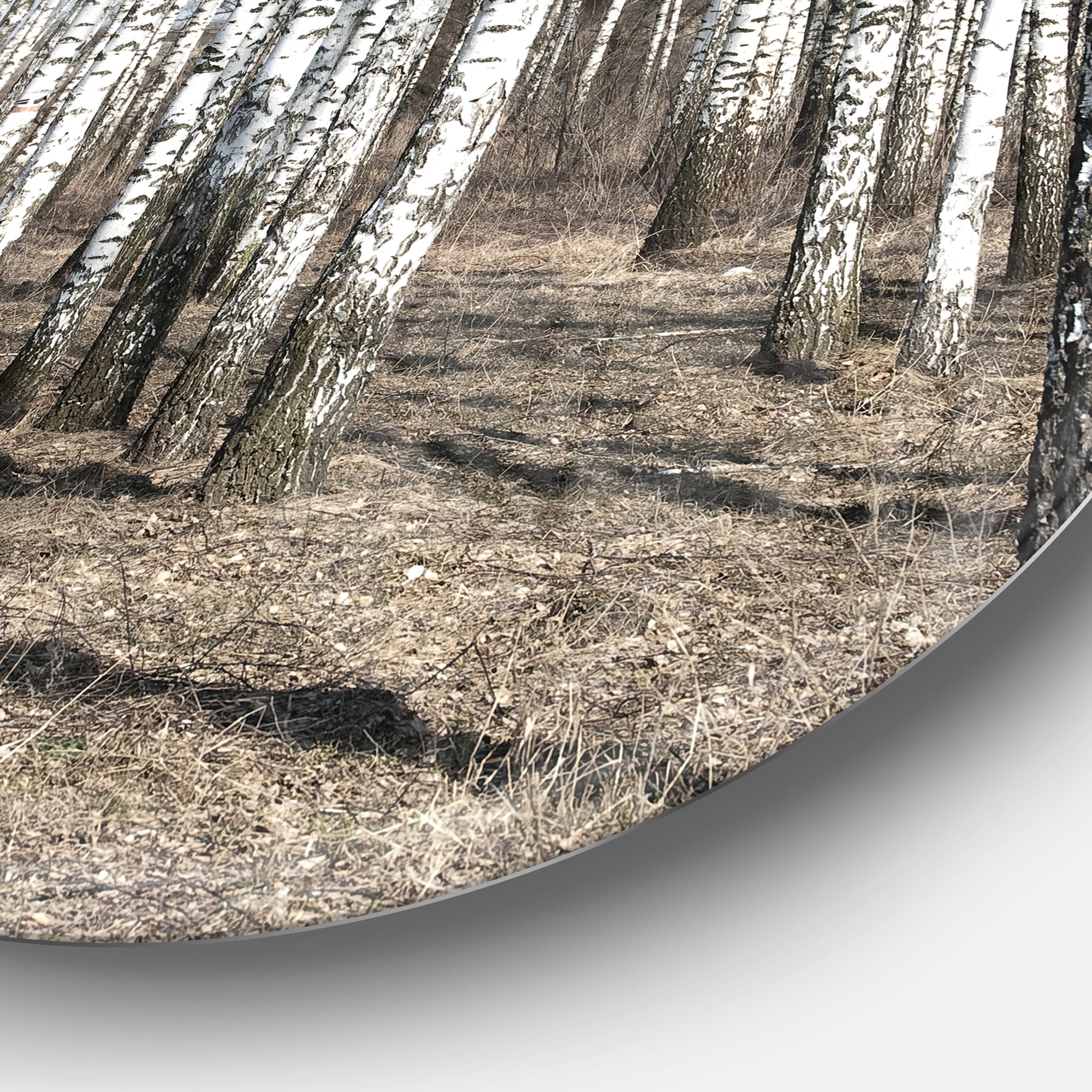 Designart 'Beautiful Dense Birch Forest View' Disc Forest Large Metal Circle Wall Art