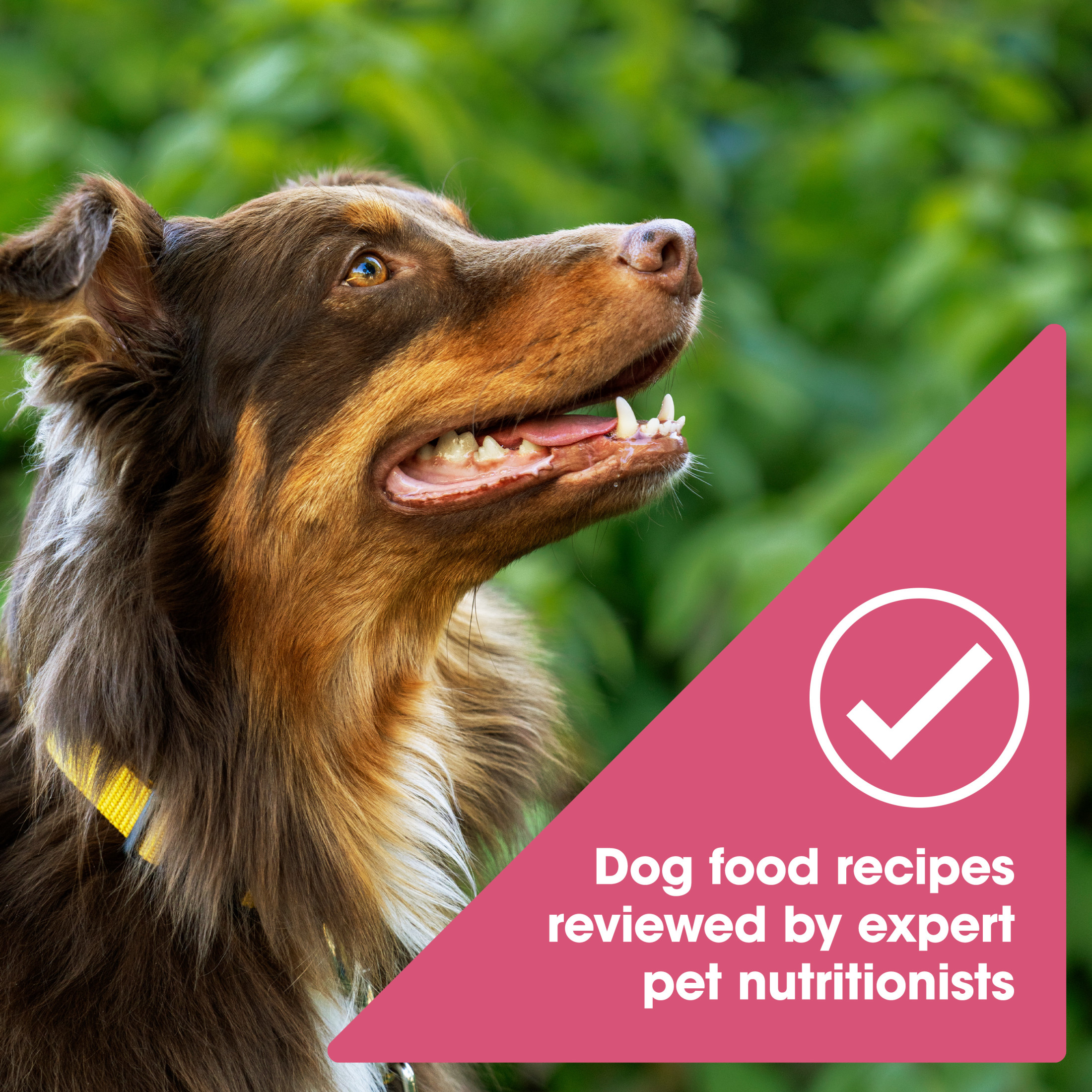 Nature's Recipe Grain Free Salmon, Sweet Potato & Pumpkin Dog Food photo 5
