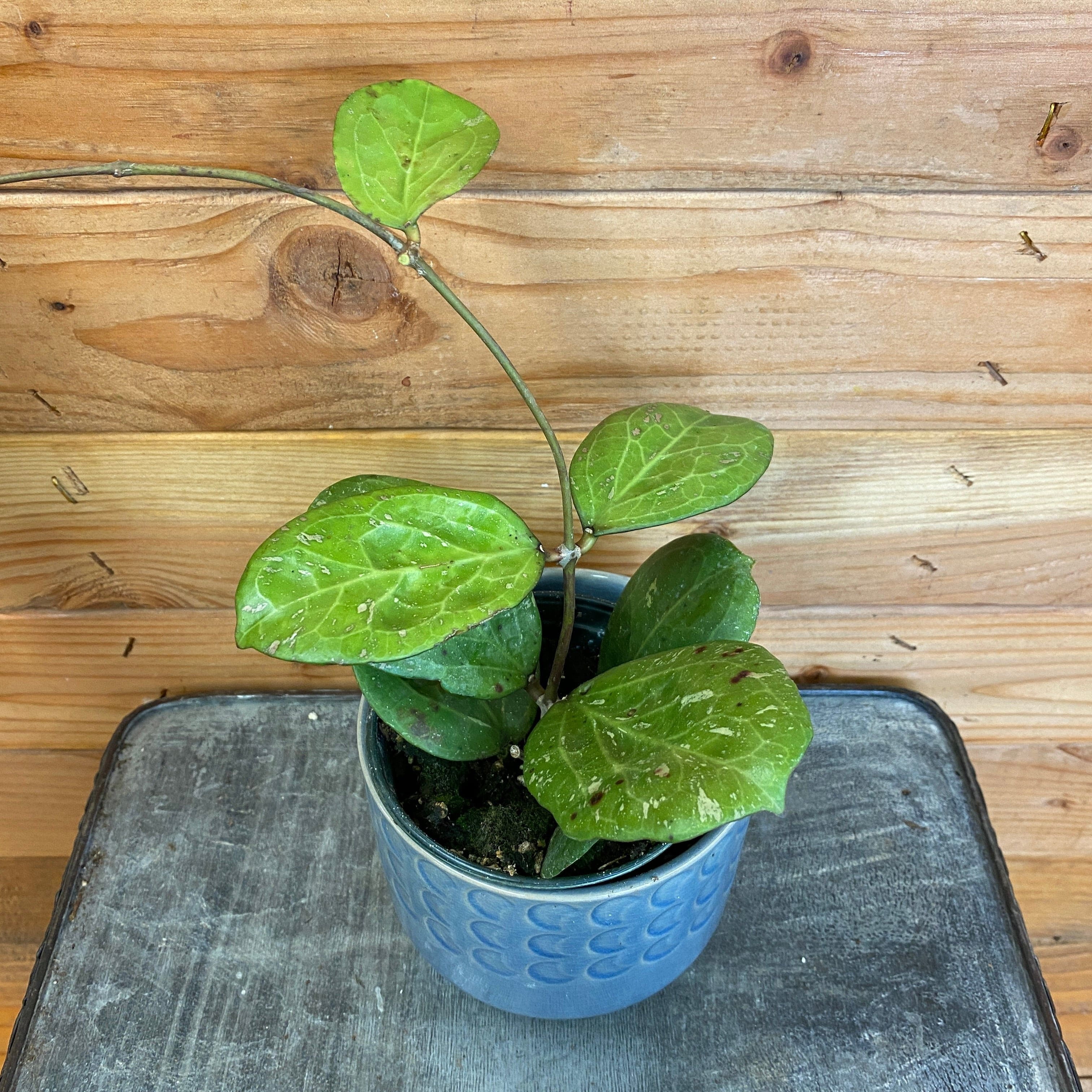 The Plant Farm Hoya CV Michele