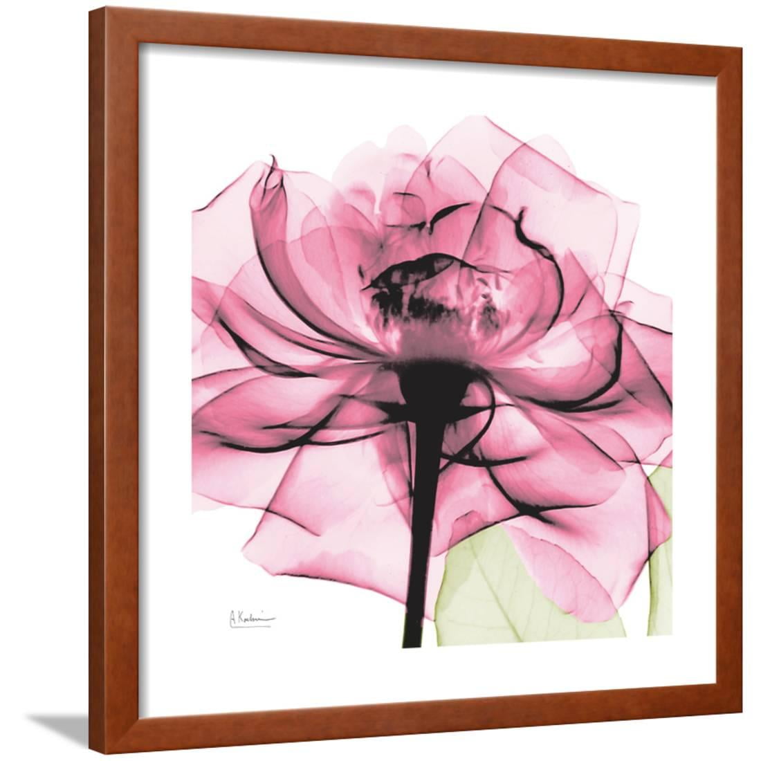 Rose Pink Pink Flower XRay Photo Framed Print Wall Art By