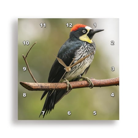 3dRose, Costa Rica, Cordillera de Talamanca. Acorn woodpecker on limb., 15x15 Wall Clock
