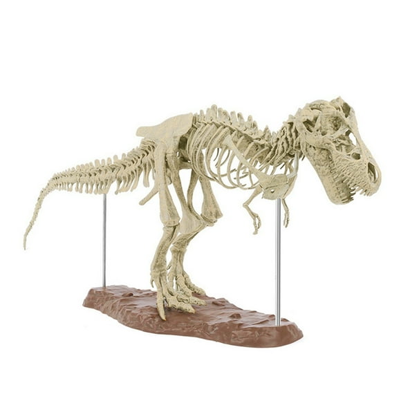 70cm dinosaur skeleton model