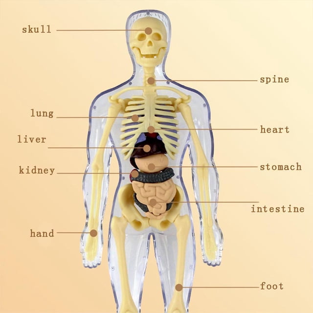 RKSTN Skeletons Halloween Decorations Human Model Children's Toy Science Education Puzzle Organ Assembly Skeleton Construction Halloween Decorations Outdoor