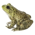 thumbnail image 2 of Figurine Hi-Line Gift Ltd American Bullfrog, poliresina verde, 2 of 7