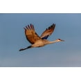 thumbnail image 2 of Jones, Adam 14x11 White Modern Wood Framed Museum Art Print Titled - Sandhill crane flying Bosque del Apache National Wildlife Refuge-New Mexico, 2 of 4