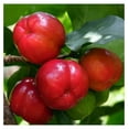 Dwarf Barbados Cherry Tree 1218 Inch Tall, in 6 Inch Pot, Acerola