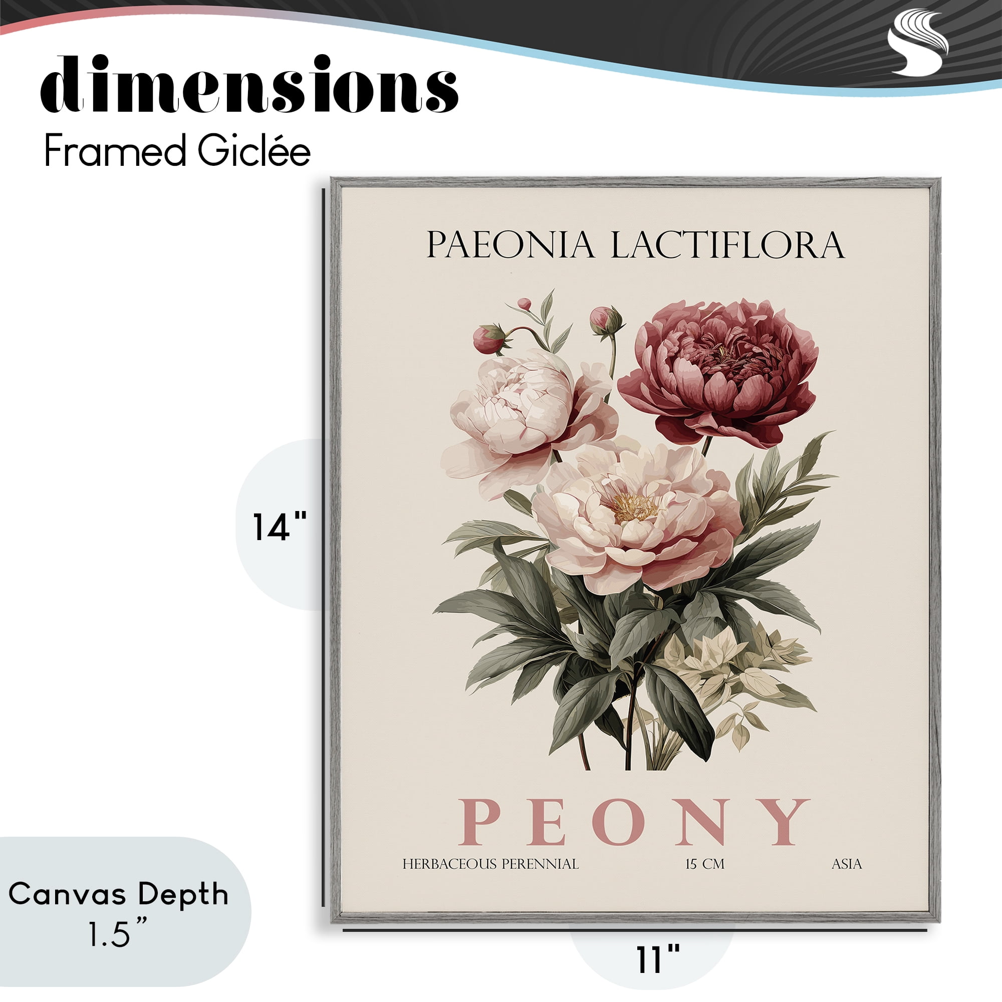Stupell Industries Natural Peony Bundle Gray Framed Giclee Art, design by Christopher Giampietro