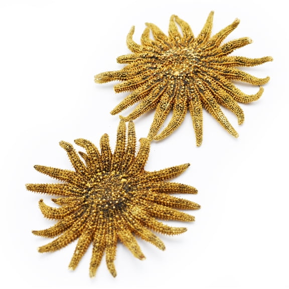 Florida Shells and Gifts - Set of 2 Small "Sunflower" Starfish (about 2 Inch wide) Real, Dried Multileg Sea Star for Coastal Crafts and Decorating
